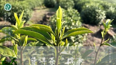 普洱茶 糯米/2023042883376